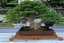 Harga Bonsai Taman Anting Putri